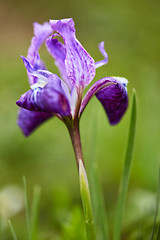 Image showing Himalayan Iris close up 