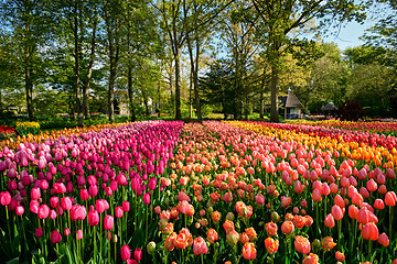 Image showing Blooming tulips flowerbed in Keukenhof flower garden, Netherland