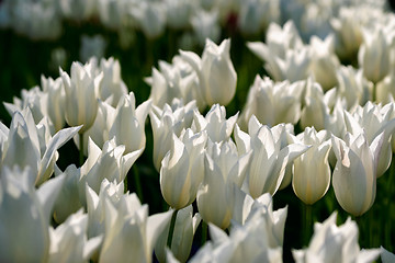 Image showing Blooming tulips flowerbed in Keukenhof flower garden, Netherland