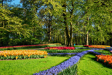 Image showing Blooming tulips flowerbeds in Keukenhof flower garden, Netherlan