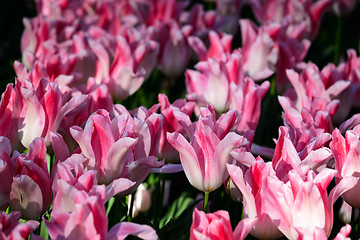 Image showing Blooming tulips flowerbed in Keukenhof flower garden, Netherland