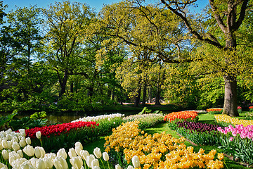 Image showing Blooming tulips flowerbeds in Keukenhof flower garden, Netherlan