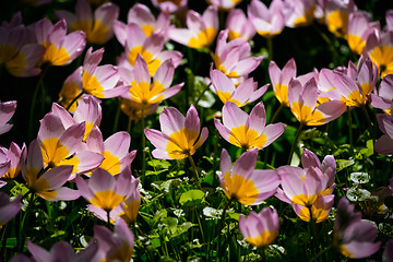 Image showing Blooming tulips flowerbed in Keukenhof flower garden, Netherland