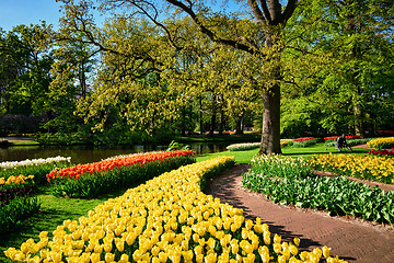 Image showing Blooming tulips flowerbeds in Keukenhof flower garden, Netherlan