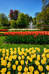 Image showing Blooming tulips flowerbed in Keukenhof flower garden, Netherland