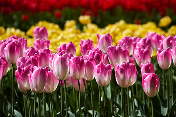 Image showing Blooming tulips flowerbed in Keukenhof flower garden, Netherland