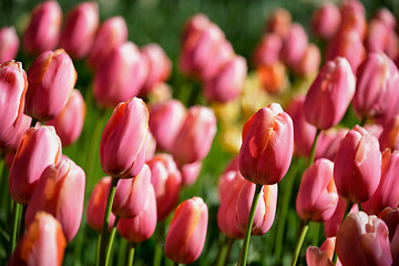 Image showing Blooming tulips flowerbed in Keukenhof flower garden, Netherland