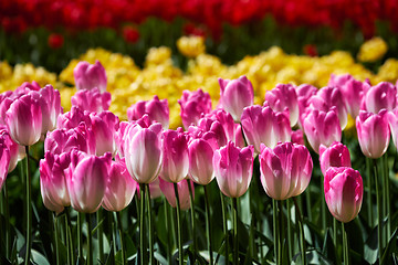 Image showing Blooming tulips flowerbed in Keukenhof flower garden, Netherland