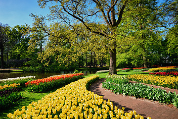 Image showing Blooming tulips flowerbeds in Keukenhof flower garden, Netherlan