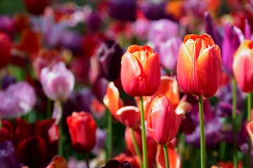 Image showing Blooming tulips flowerbed in Keukenhof flower garden, Netherland