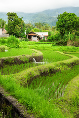 Image showing Lush green rice field or paddy in Bali