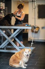 Image showing pet hairdresser woman cutting fur of cute black dog