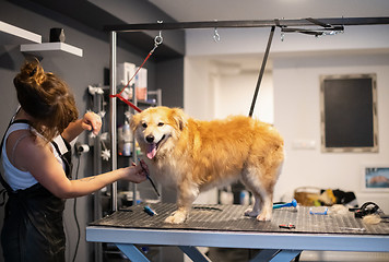 Image showing pet hairdresser woman cutting fur of cute yellow dog