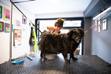 Image showing pet hairdresser woman cutting fur of cute black dog