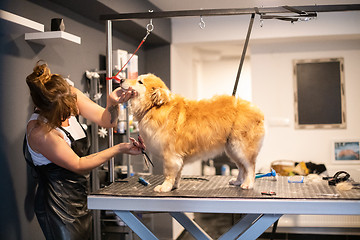 Image showing pet hairdresser woman cutting fur of cute yellow dog