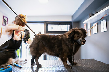 Image showing pet hairdresser woman cutting fur of cute black dog