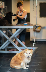 Image showing pet hairdresser woman cutting fur of cute black dog