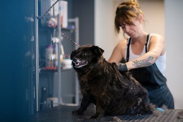 Image showing pet hairdresser woman cutting fur of cute black dog