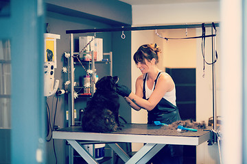 Image showing pet hairdresser woman cutting fur of cute black dog