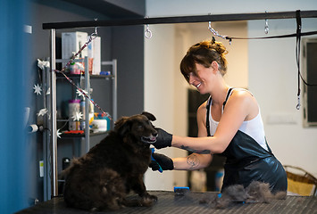 Image showing pet hairdresser woman cutting fur of cute black dog