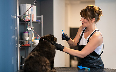 Image showing pet hairdresser woman cutting fur of cute black dog