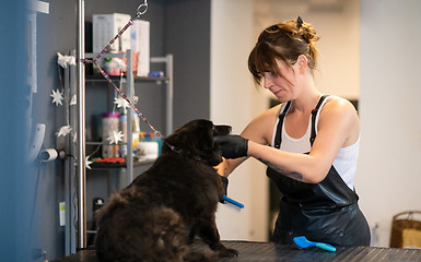 Image showing pet hairdresser woman cutting fur of cute black dog