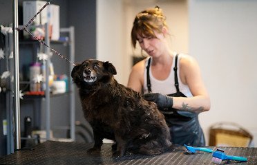 Image showing pet hairdresser woman cutting fur of cute black dog