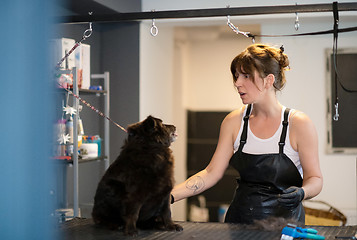 Image showing pet hairdresser woman cutting fur of cute black dog