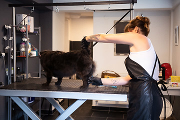 Image showing pet hairdresser woman cutting fur of cute black dog