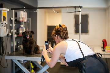 Image showing pet hairdresser woman taking pictures of cute black dog