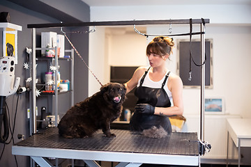 Image showing pet hairdresser woman cutting fur of cute black dog