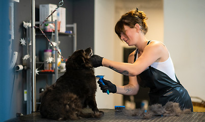 Image showing pet hairdresser woman cutting fur of cute black dog