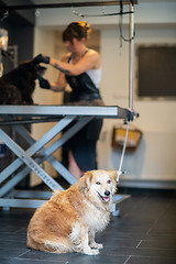 Image showing pet hairdresser woman cutting fur of cute black dog