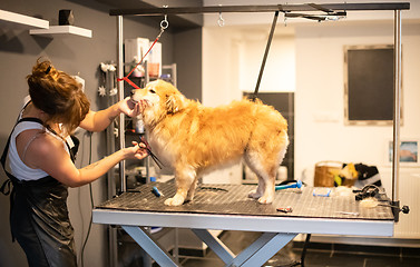Image showing pet hairdresser woman cutting fur of cute yellow dog