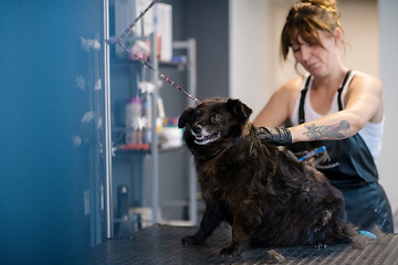 Image showing pet hairdresser woman cutting fur of cute black dog