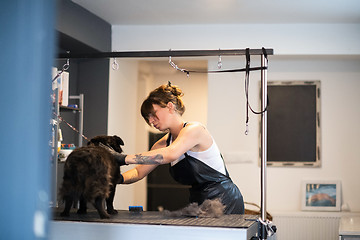 Image showing pet hairdresser woman cutting fur of cute black dog