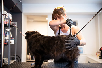 Image showing pet hairdresser woman cutting fur of cute black dog