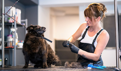 Image showing pet hairdresser woman cutting fur of cute black dog