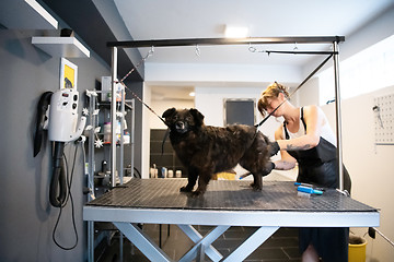 Image showing pet hairdresser woman cutting fur of cute black dog