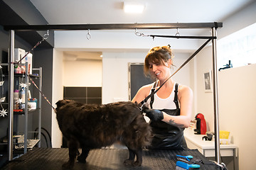 Image showing pet hairdresser woman cutting fur of cute black dog