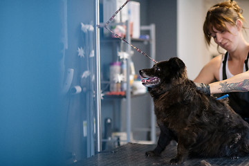 Image showing pet hairdresser woman cutting fur of cute black dog