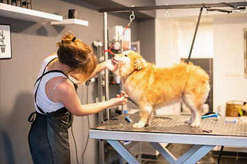 Image showing pet hairdresser woman cutting fur of cute yellow dog