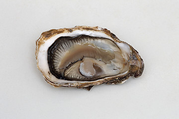 Image showing Open Oyster