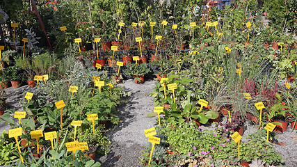 Image showing Herbs and Spices Plants