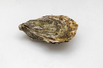 Image showing One Closed Oyster