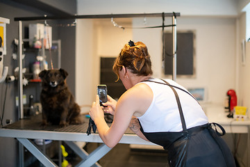 Image showing pet hairdresser woman taking pictures of cute black dog