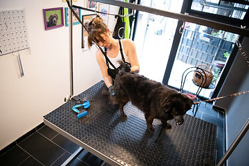 Image showing pet hairdresser woman cutting fur of cute black dog