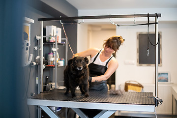 Image showing pet hairdresser woman cutting fur of cute black dog