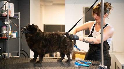 Image showing pet hairdresser woman cutting fur of cute black dog