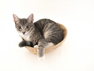 Image showing Cat in the basket